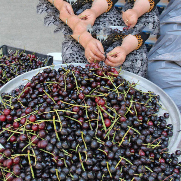 Giresun 500 Gr. Taflan Pekmezi - Karayemiş Pekmezi Giresun 500 Gr. Taflan Pekmezi - Karayemiş Pekmezi, taflan pekmezi, karayemiş pekmezi,