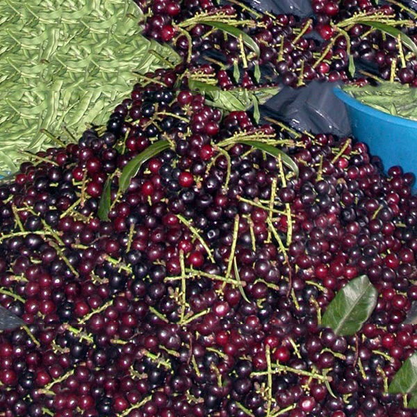 Giresun Taflan - Karayemiş Kurusu - 100 Gr. - Laz Kirazı, Laz Üzümü, Gürcü Kirazı taflan kurusu, karayemiş kurusu, laz kirazı kurusu, gürcü kirazı kurusu, taflan kurusu fiyatı,