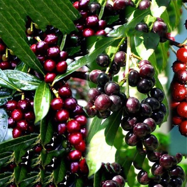 Giresun Taflan - Karayemiş Meyvesi - Laz Kirazı - Gürcü Kirazı - Laz Üzümü - 1 Kg. Giresun Taflan - Karayemiş Meyvesi - Laz Kirazı - Gürcü Kirazı - Laz Üzümü - 1 Kg., taflan fiyatı, karayemiş fiyatı, laz kirazı fiyat, gürcü kirazı fiyat,